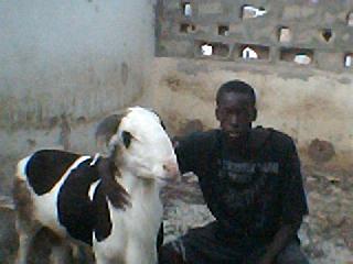 salif
