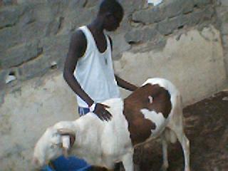 aissa